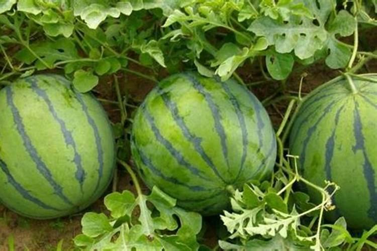 种植西红柿用钙肥红吗