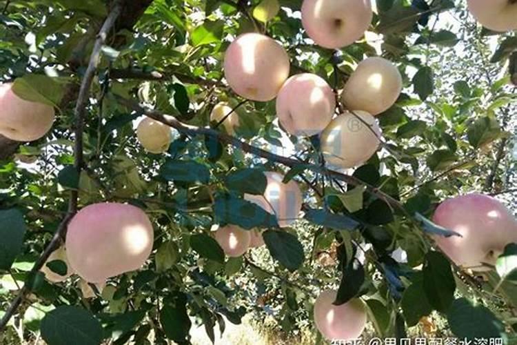 苹果树上什么肥料好 苹果树上哪些肥料好