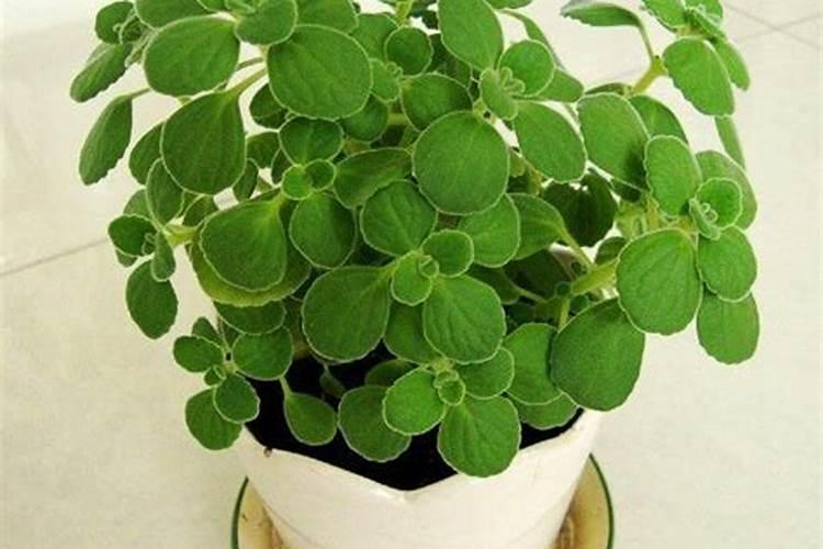 碰碰香应该施什么肥料