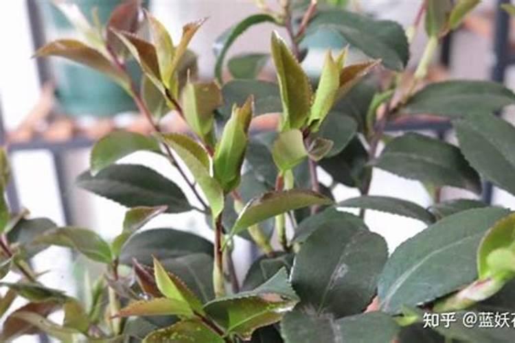 种植何首乌,一亩需要投入多少成本