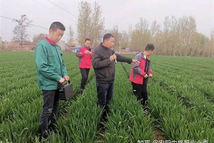 砂糖橘树种植方法时间