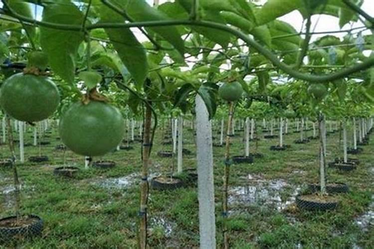氮肥、磷肥和钾肥分别有什么作用？