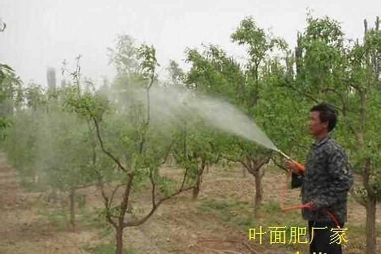 大枣增甜方法