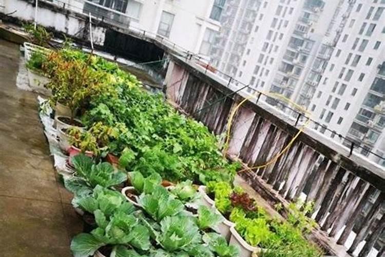 花盆种菜怎么施肥 花盆种菜如何施肥