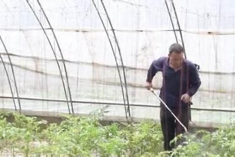 新鲜蔬果有哪些营养成分
