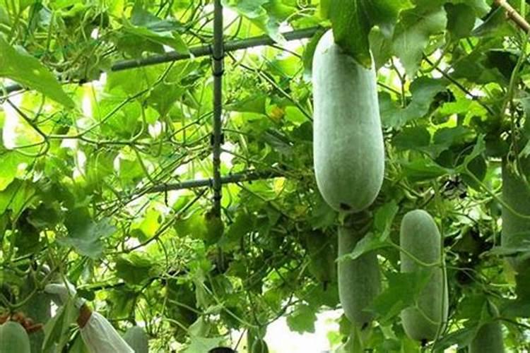 糖化硼能用在有机蔬菜上吗？
