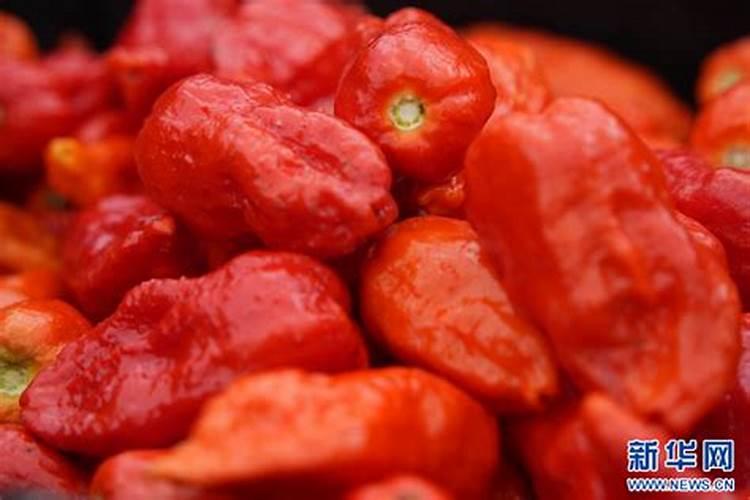 辣椒浇什么肥料合适