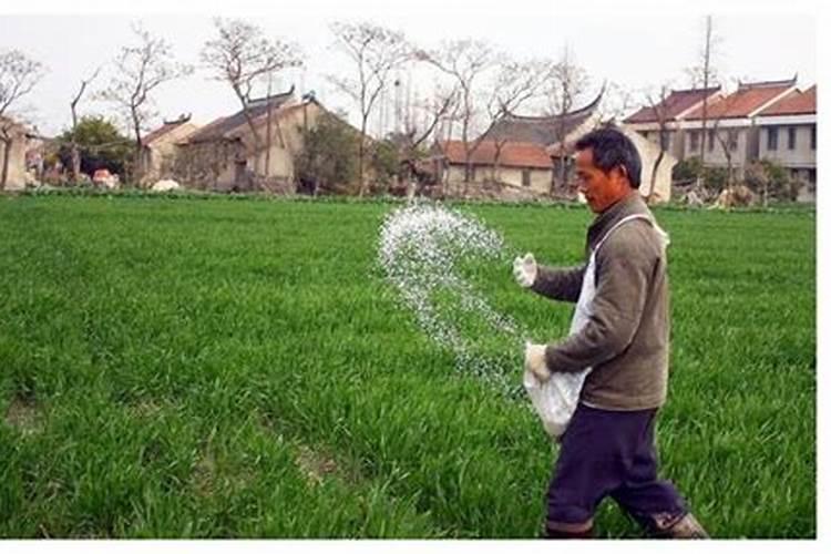 磷酸二氢钾在小麦种植上,什么时候使用最好？