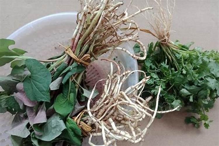 折耳根既是食材也是药材,该如何种植呢？