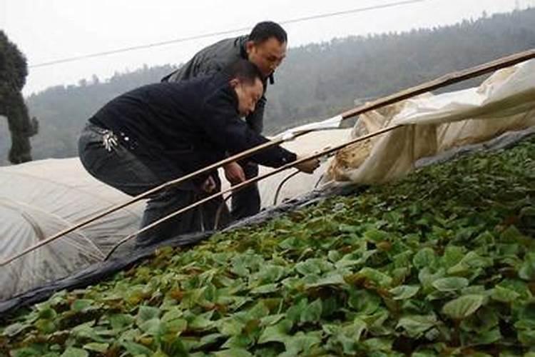 折耳根栽培技术