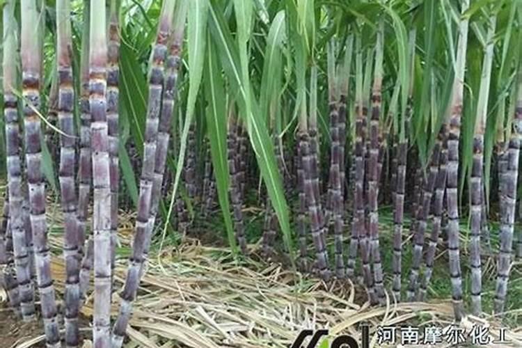 莲藕用什么肥料最好