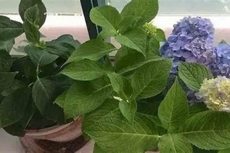 绣球开花后怎么施肥