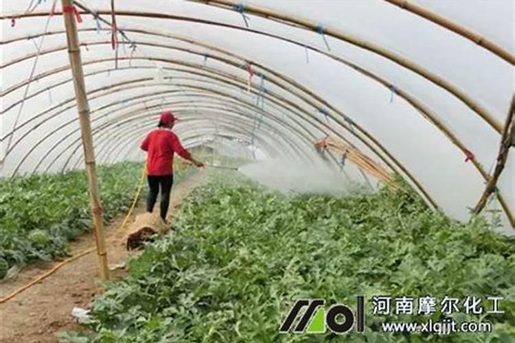 沃柑保花保果最好的方法 沃柑花期如何保花保果