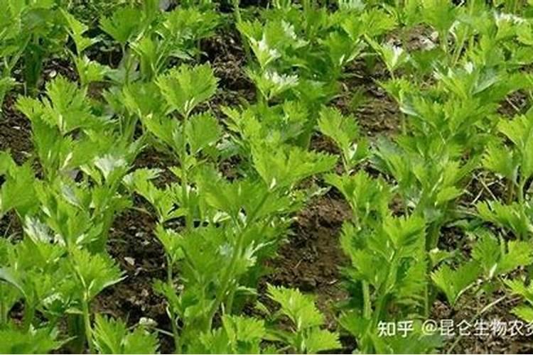 钙镁磷肥使用有什么技巧
