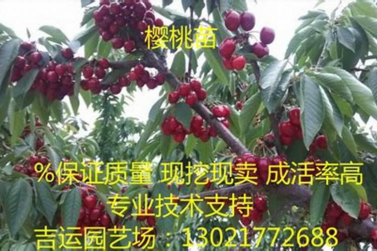 钙镁磷肥怎样用效果好 钙镁磷肥使用注意事项有哪些