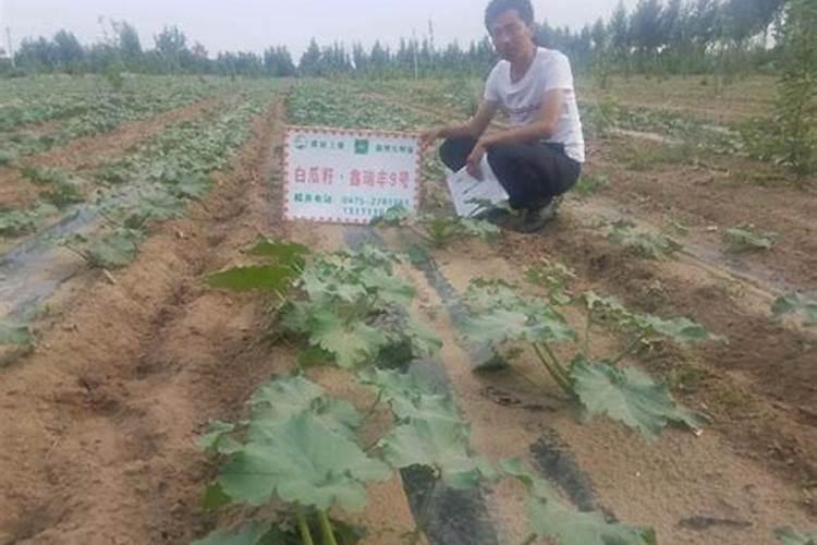 钙镁磷肥怎样用效果好 钙镁磷肥使用注意事项有哪些