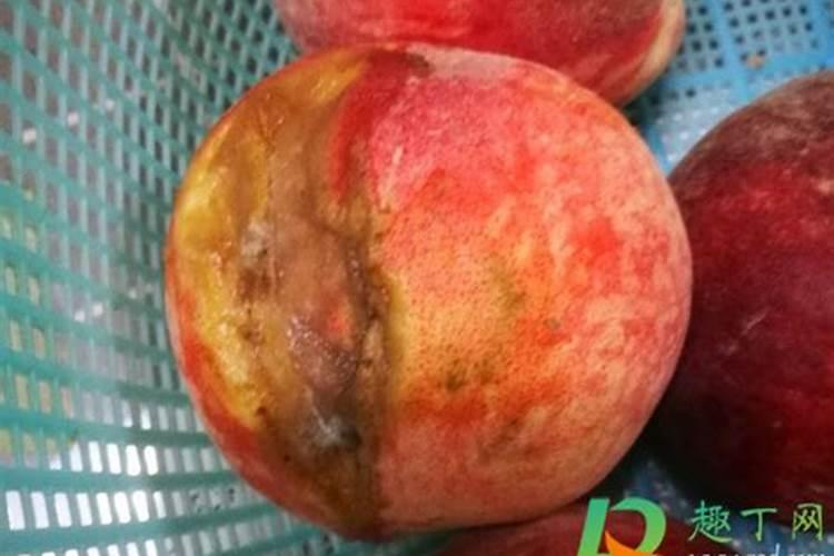 烂水果能做肥料吗？