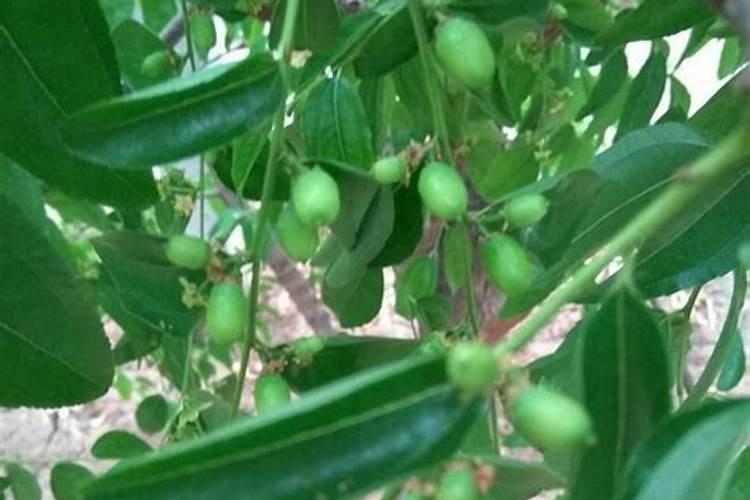 冬枣落果的预防措施 冬枣养护方法