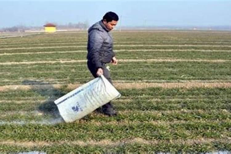 盐碱地水稻怎样施用磷钾肥？