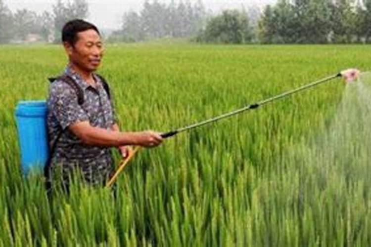 松树用什么肥料最好
