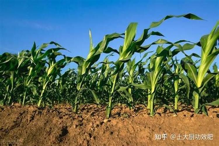 玉米追肥的正确方法(玉米苗期施肥应注意什么问题)