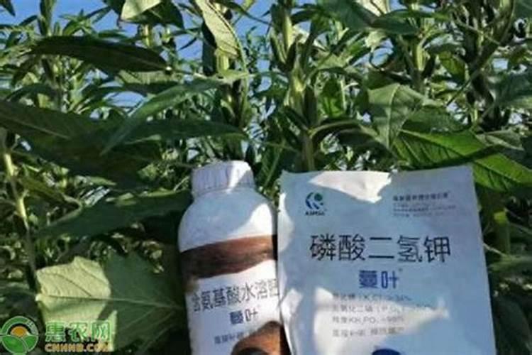 杜鹃花十大禁忌