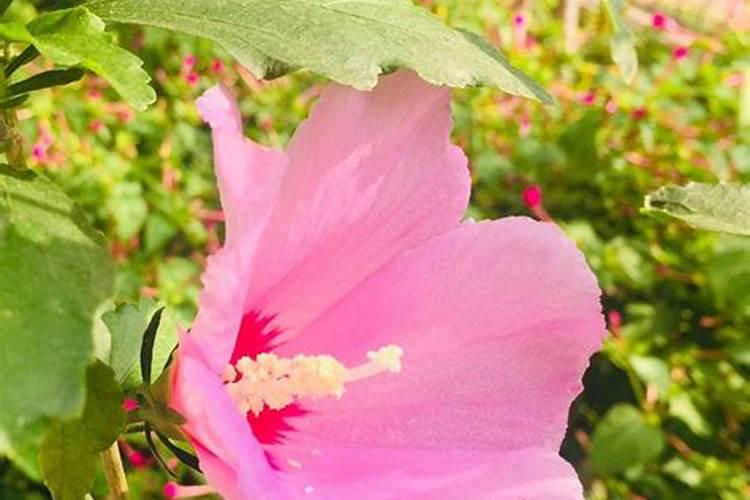 木槿花浇什么肥料合适