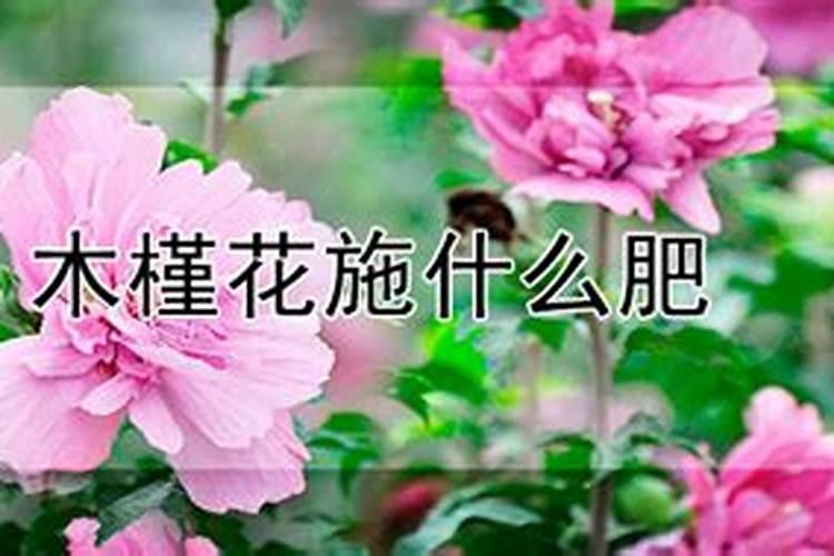 木槿花如何施肥那种肥料最好