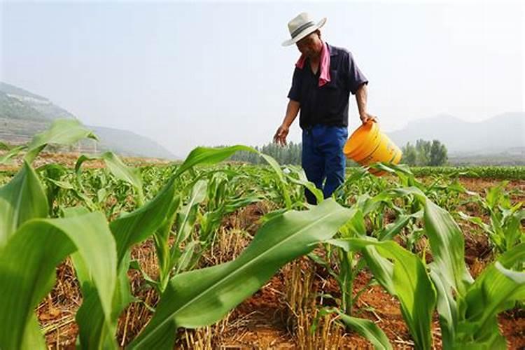 松树用什么肥料最好