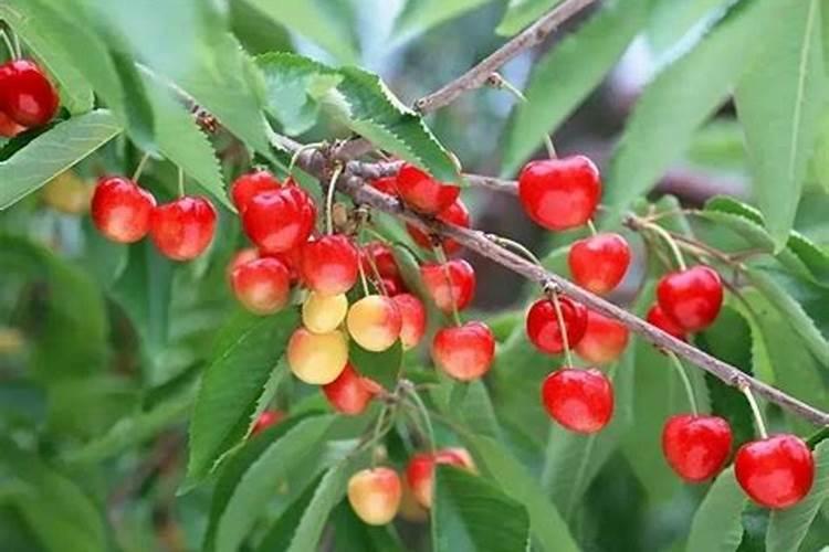 樱桃大棚结束后冲施高磷水溶肥可以吗有毒吗？