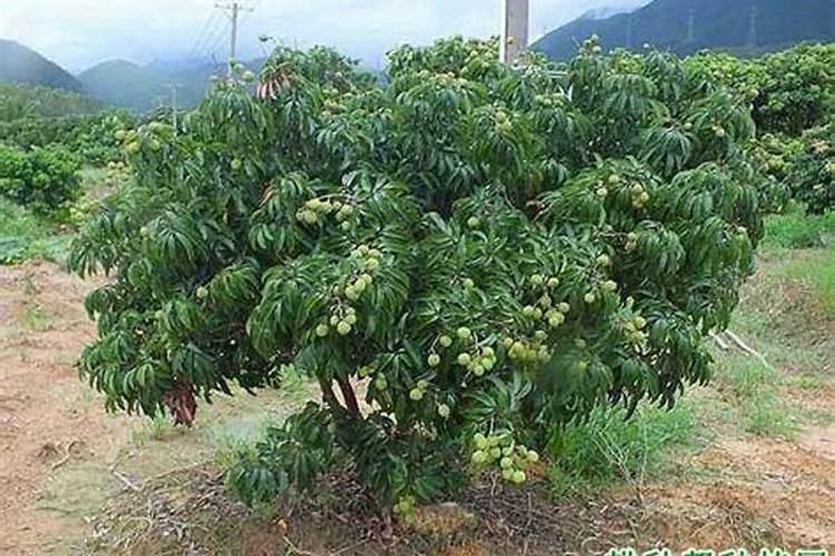 荔枝的测土配方施肥有哪些特点？