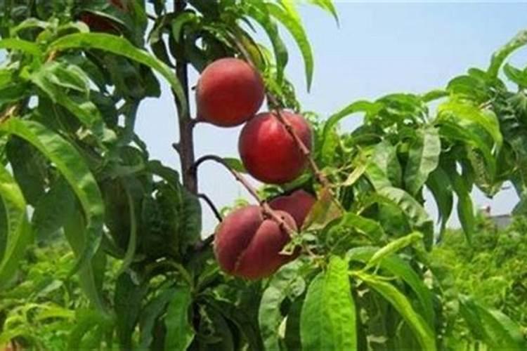 桃树夏季卷叶是什么病怎么治