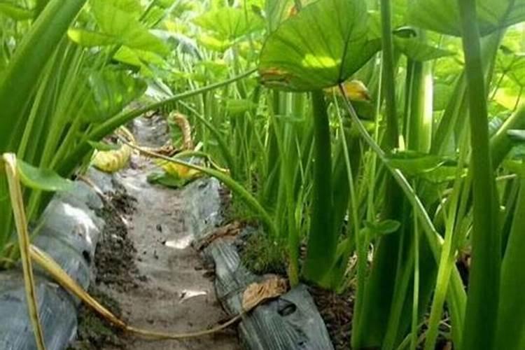 怎样才能让香芋的气味更具浓郁感？