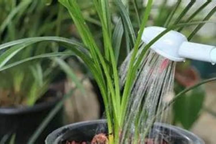 兰花如何促根植株长势旺