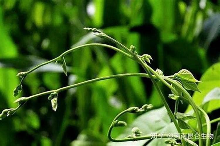 种植松树该施什么肥料？