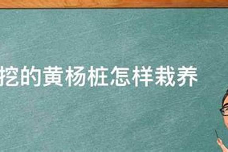 松树最好的肥料是什么？