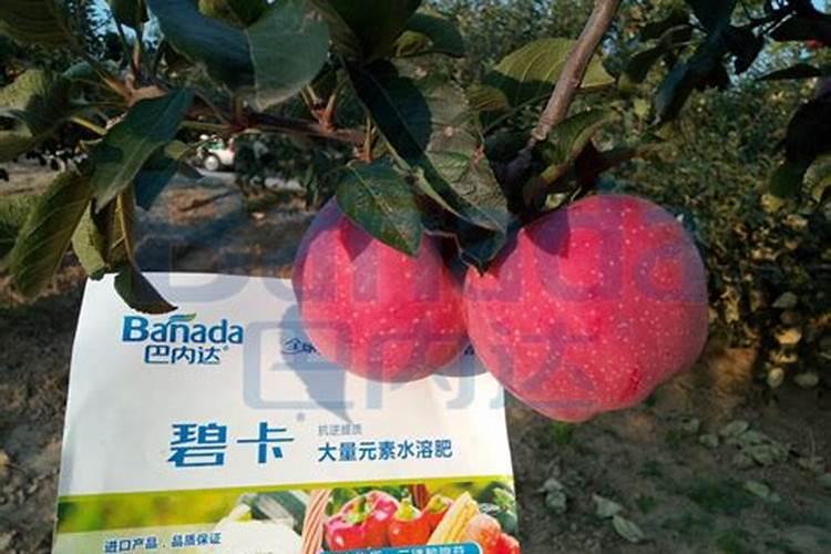 秦脆苹果需要授粉树吗