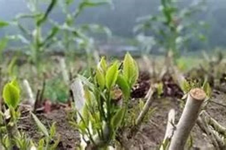 茶叶施磷肥选什么肥 茶叶施磷肥选哪种肥