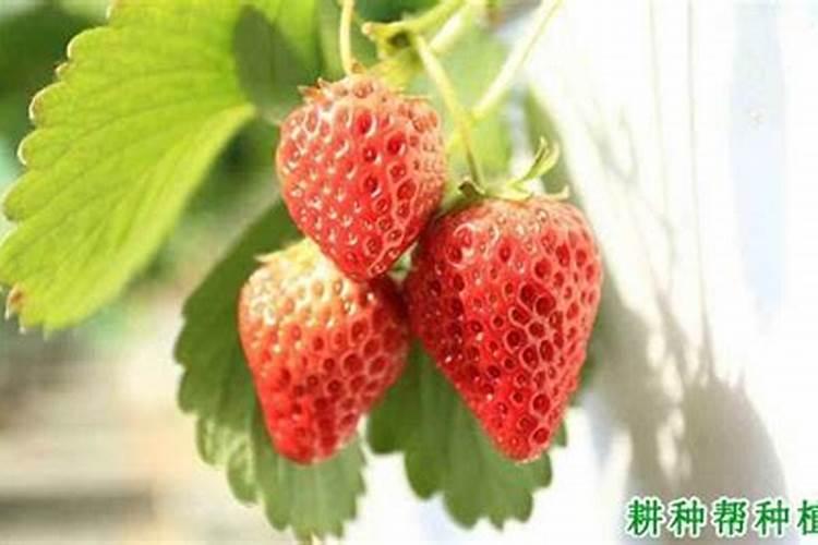 叶面肥早上打好还是下午打好