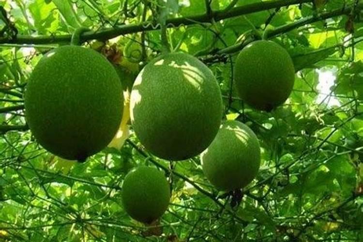 种松树一般施什么肥料