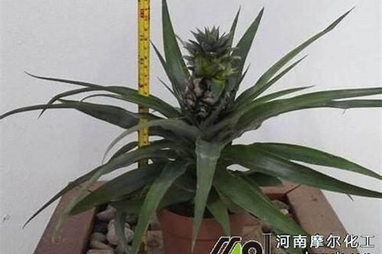 如何给菠萝