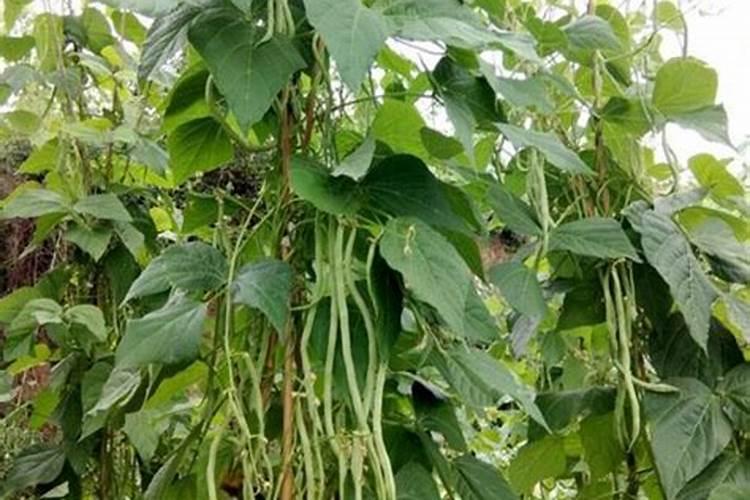 无劲架豆栽培技术