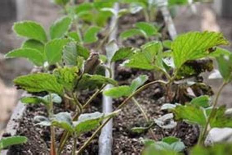 牧草施肥方法和时间 牧草追肥用什么肥为主