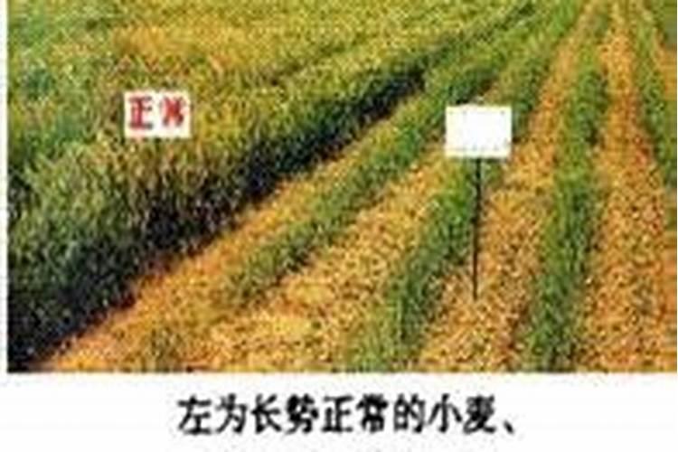 磷肥对植物的作用与功效 常见磷肥种类及施用技术