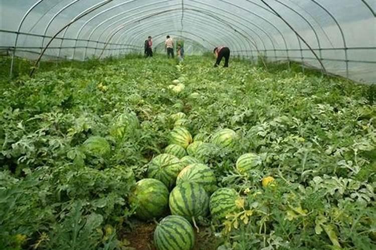 西瓜种植具体步骤