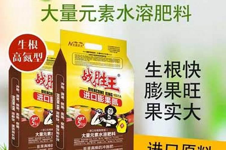 白术种子怎么种植