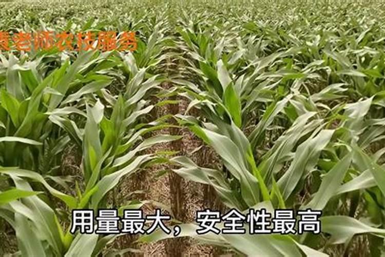 芸苔素使用方法