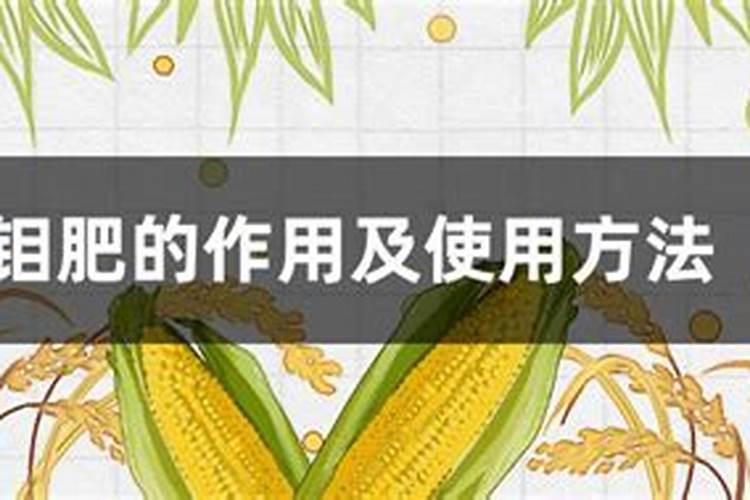 什么是吊兰的气生根