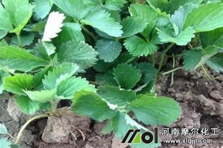 绿萝多久施一次肥(施肥用什么肥最好)