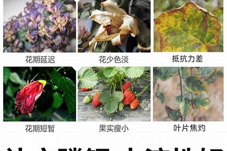 啤酒、酵母粉、水,怎么配比成生根液？